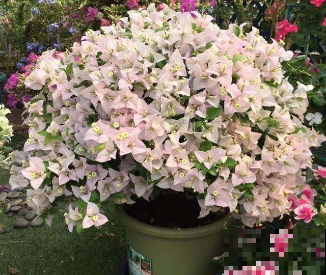 三角梅不开花怕啥，这样虐待一番，立马就盛放成大花球！