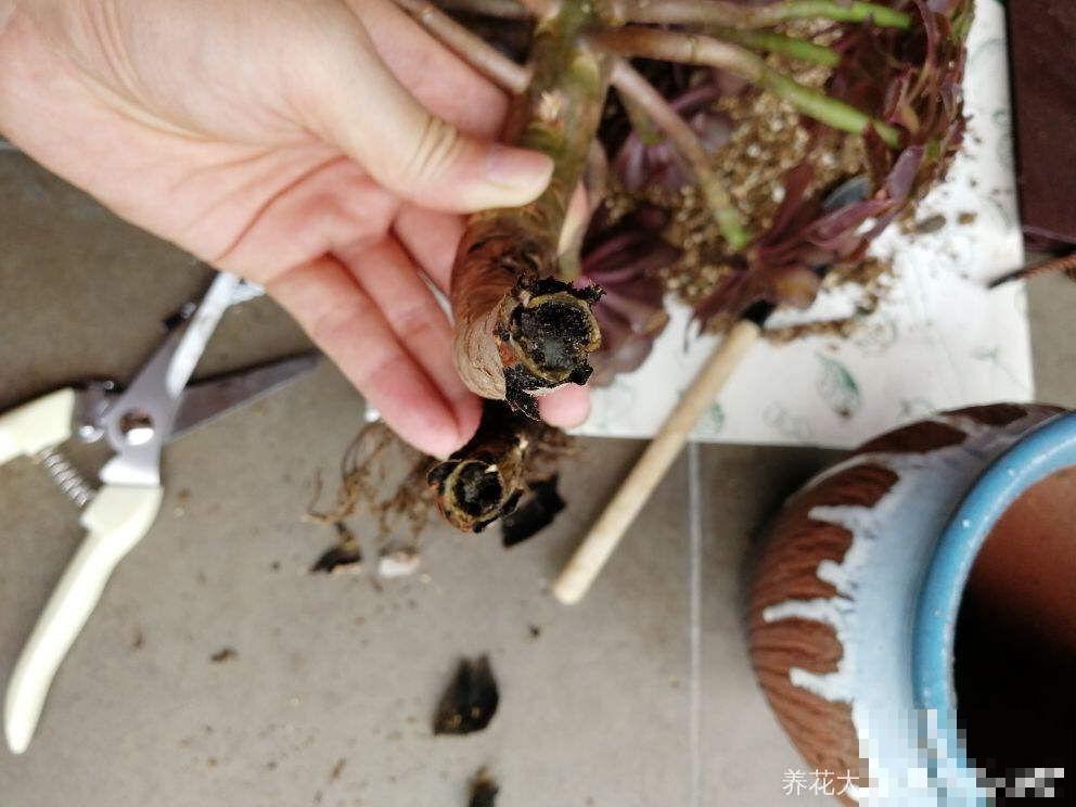 夏天养多肉法师，就要遮阳遮雨，不然黑腐烂根有你愁的！