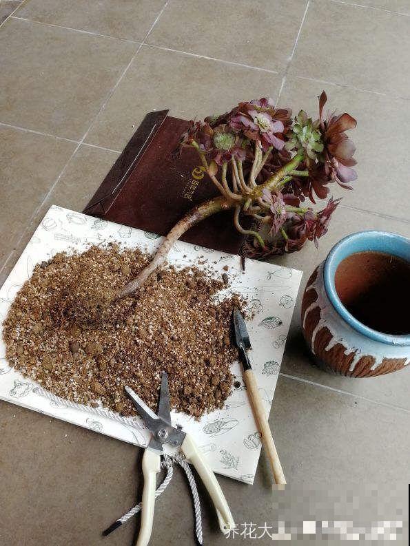 夏天养多肉法师，就要遮阳遮雨，不然黑腐烂根有你愁的！