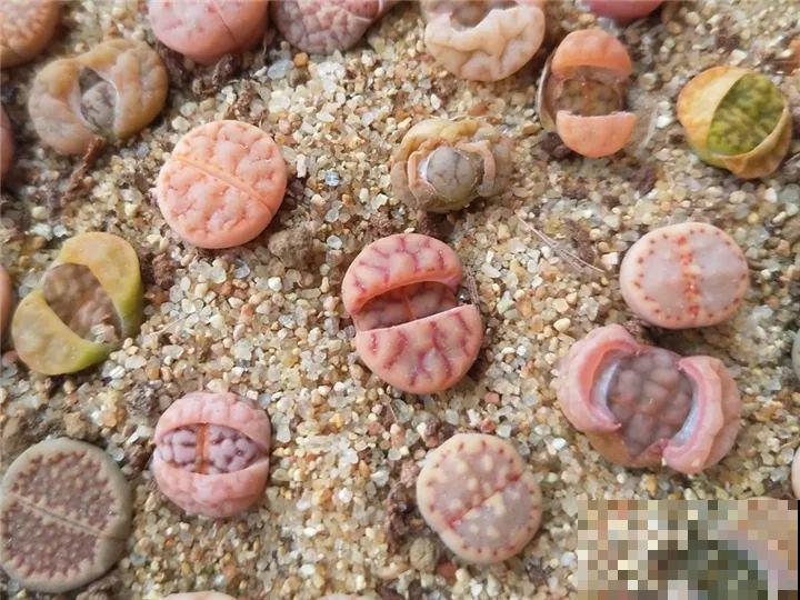 生石花个头虽小，可年年都在长，忍住别掰，一次冒出7个头！