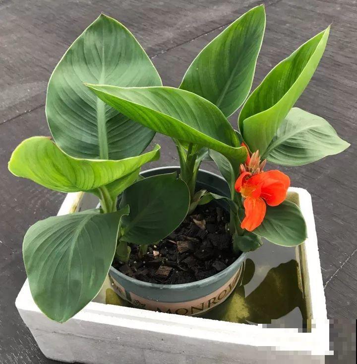 这10种“水桶花”，夏天得用大缸养，越浇水长得越疯狂！