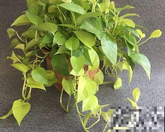 啤酒能不能浇花？这个还真不好说，要看怎么浇水！