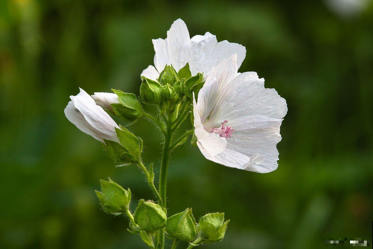 锦葵花怎么播种？