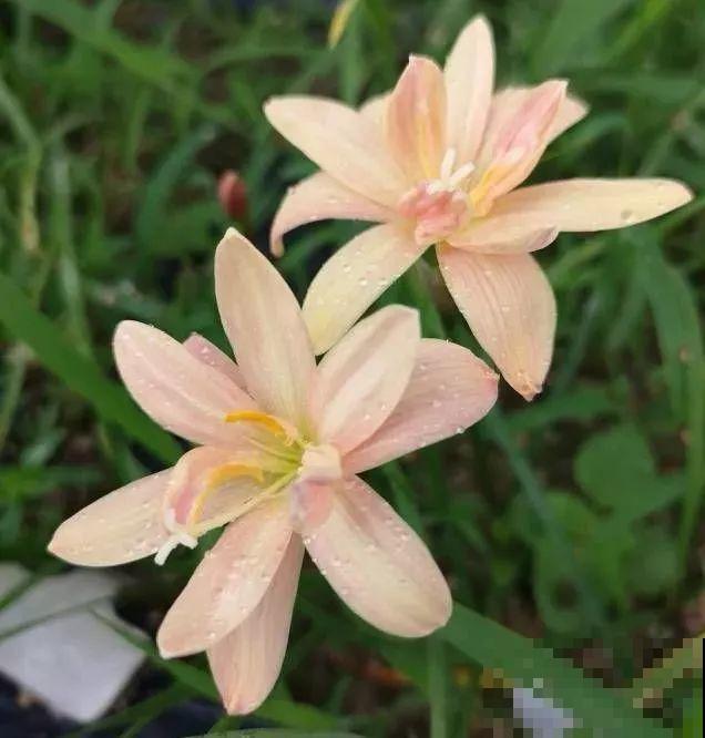 这花特耐晒，40℃高温开出花海，由内而外透露着仙气！