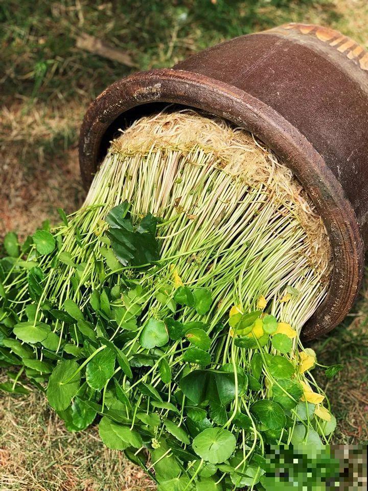 这10种“水桶花”，夏天得用大缸养，越浇水长得越疯狂！