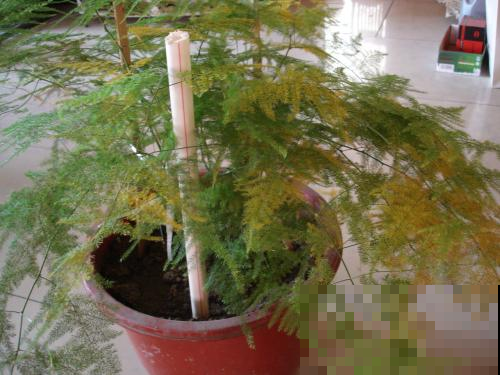 大热天的，把文竹扔水里，蹭蹭长根还不黄叶！