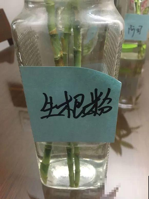 水培富贵竹加啥好？现场对比实验，太真实了！