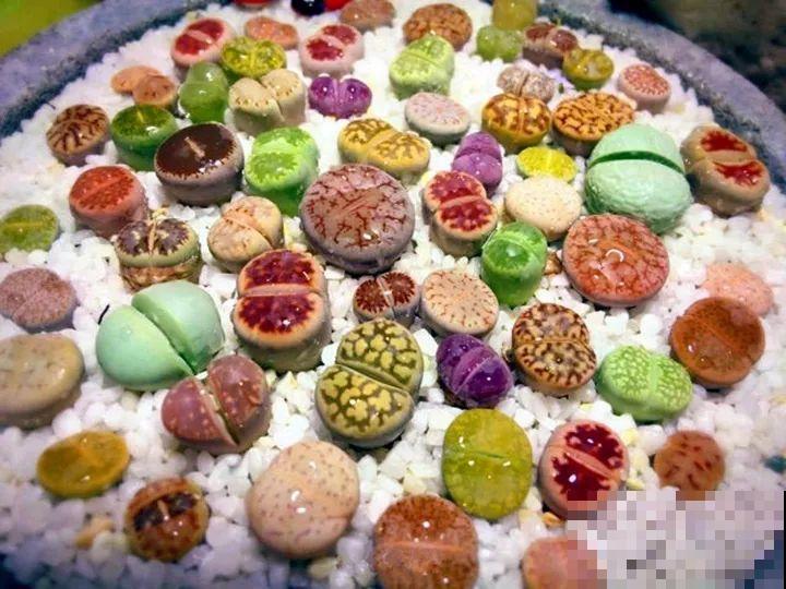 生石花个头虽小，可年年都在长，忍住别掰，一次冒出7个头！