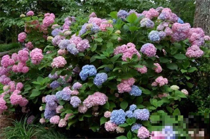 这20种花，一开就是上百天，阳台一年四季有花赏！