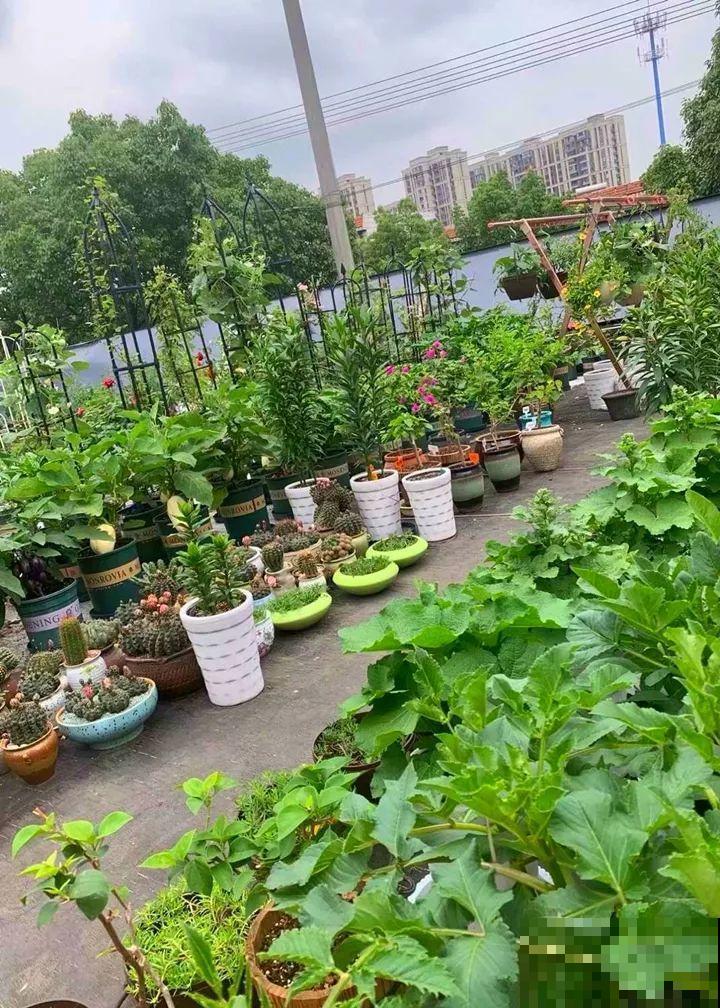 你羡慕的大片花园生活，只要努力，终归会有！
