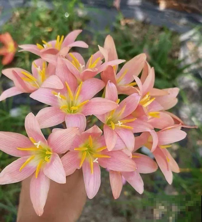 这花特耐晒，40℃高温开出花海，由内而外透露着仙气！