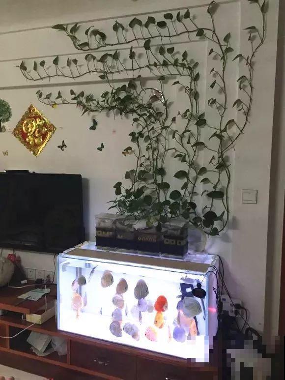 啤酒能不能浇花？这个还真不好说，要看怎么浇水！