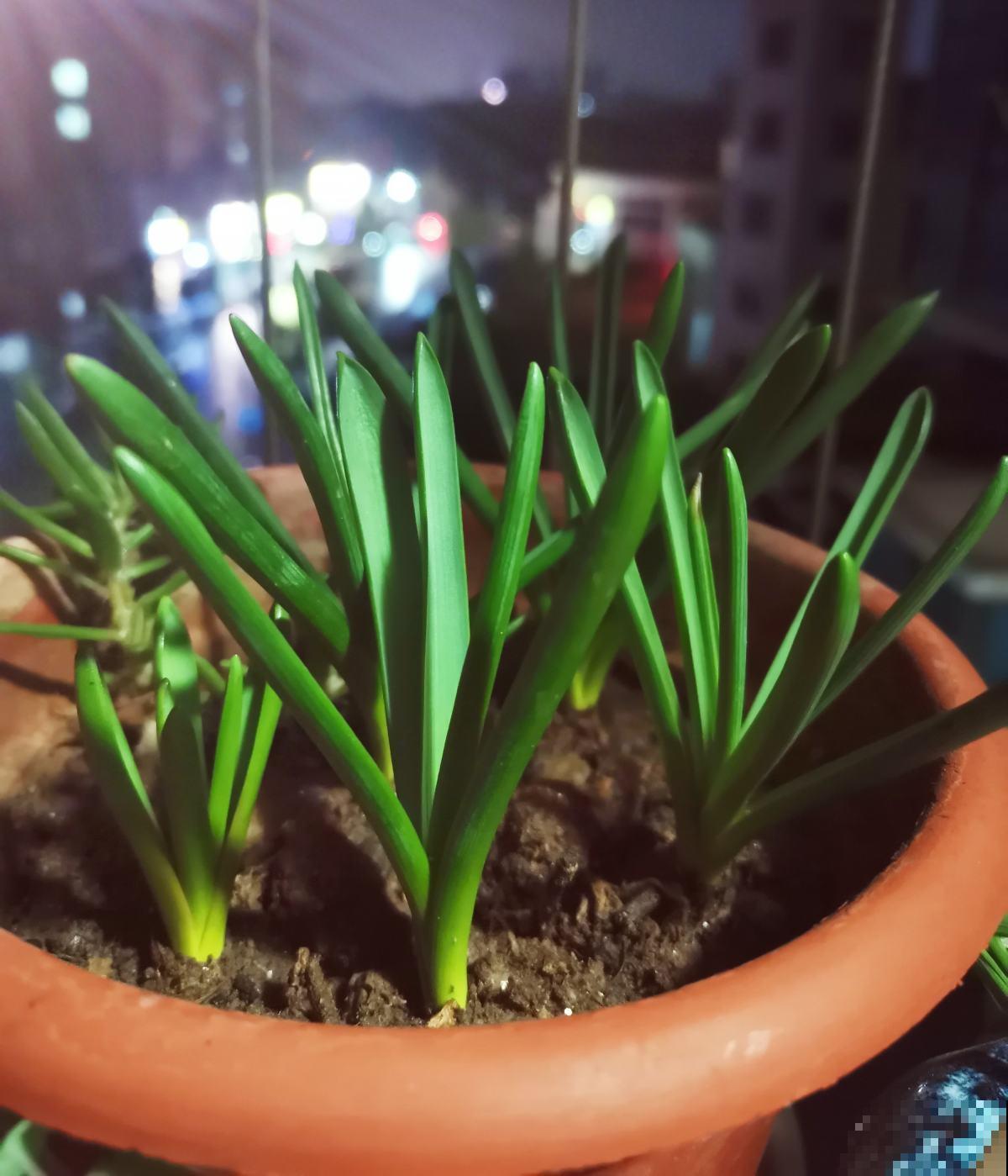 1种花扔水里就开花，比绿萝好养多了，现在种正合适