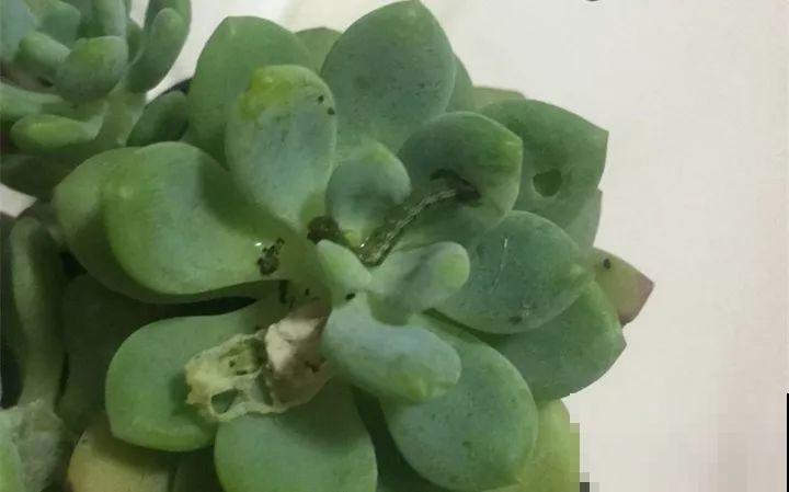 多肉的这8个“天敌”，再不躲着点，小心最后连盆都不保！