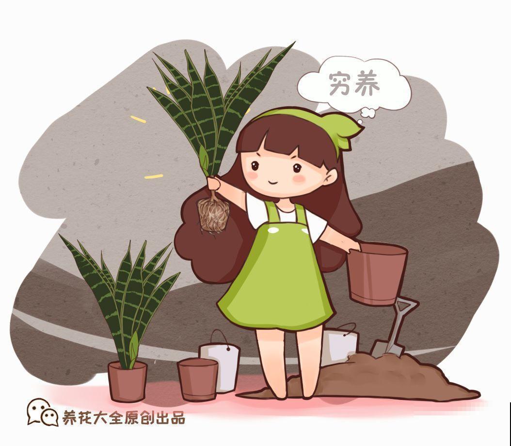 这花就得穷养，盆越小水越少，根壮侧芽才会多！