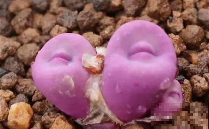 多肉养了3个月，冒出一张大红唇，莫非是要开口说话？