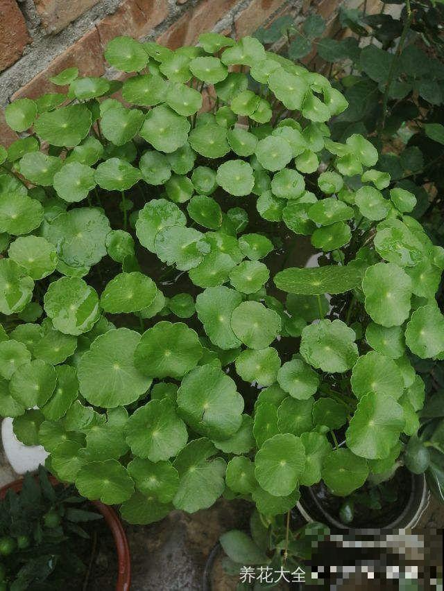 这4种花，想要度夏就得剪，新枝猛蹿，呼呼长成小瀑布！