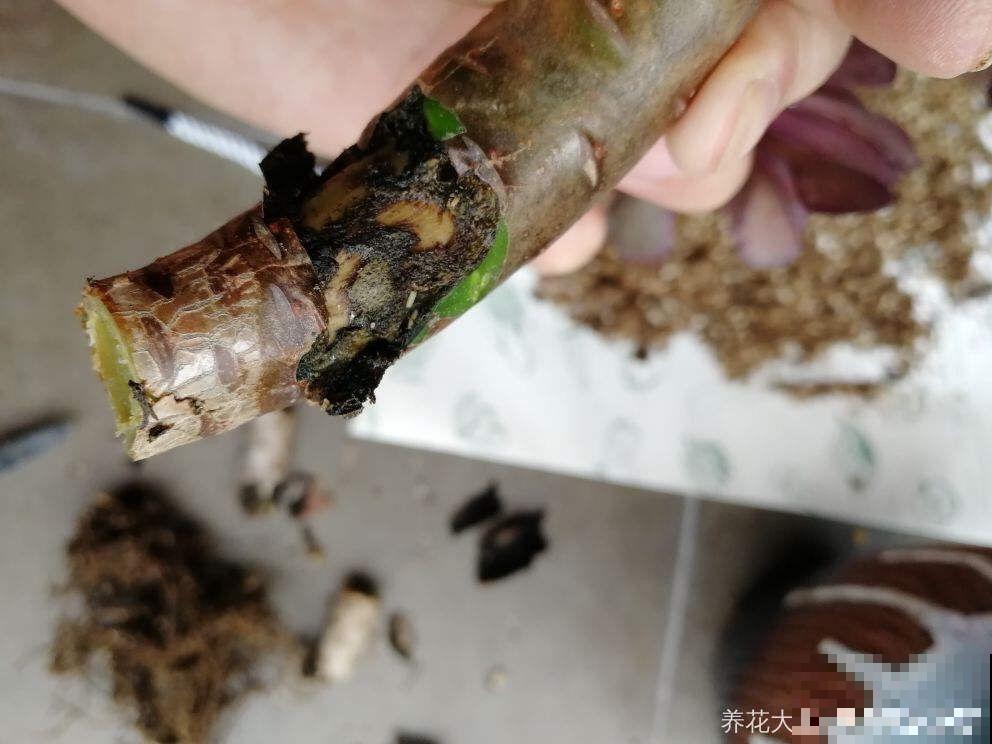 夏天养多肉法师，就要遮阳遮雨，不然黑腐烂根有你愁的！