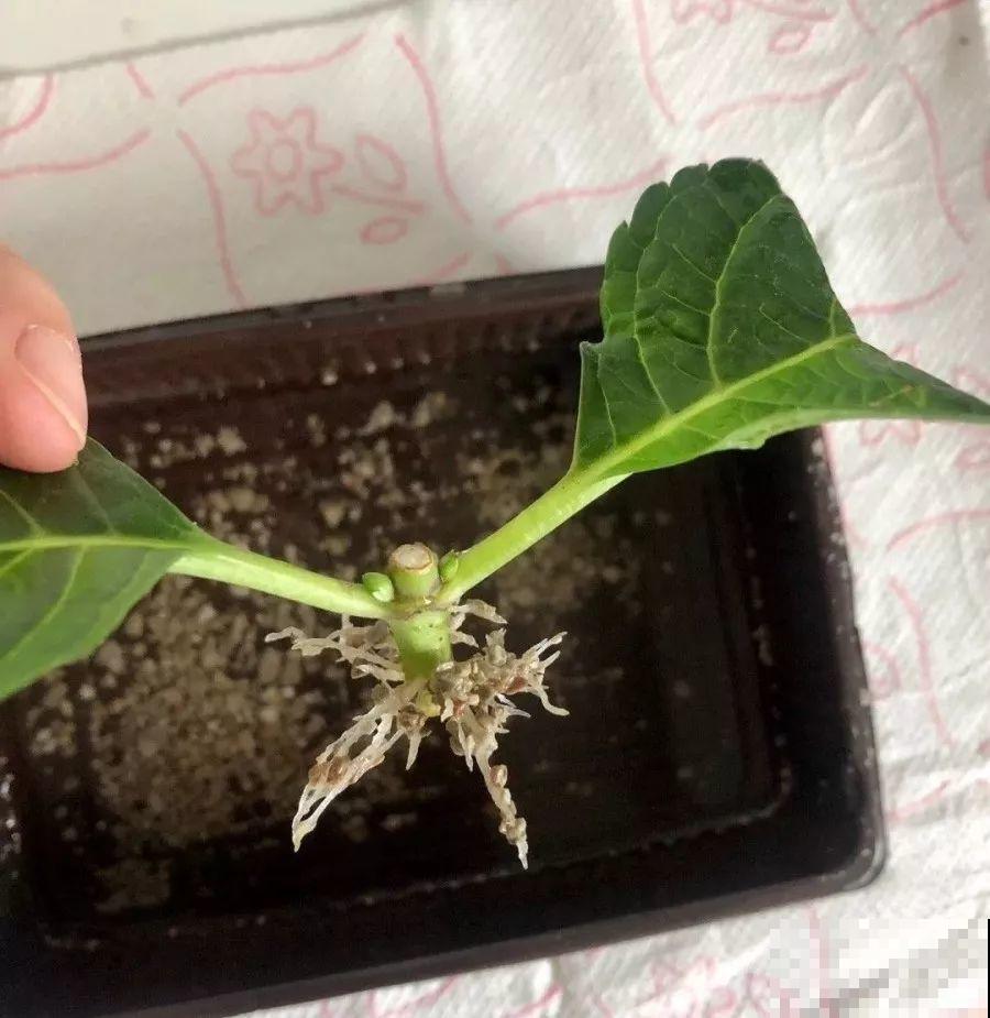 8种夏天扦插花，现在掐枝，下个月有花赏！