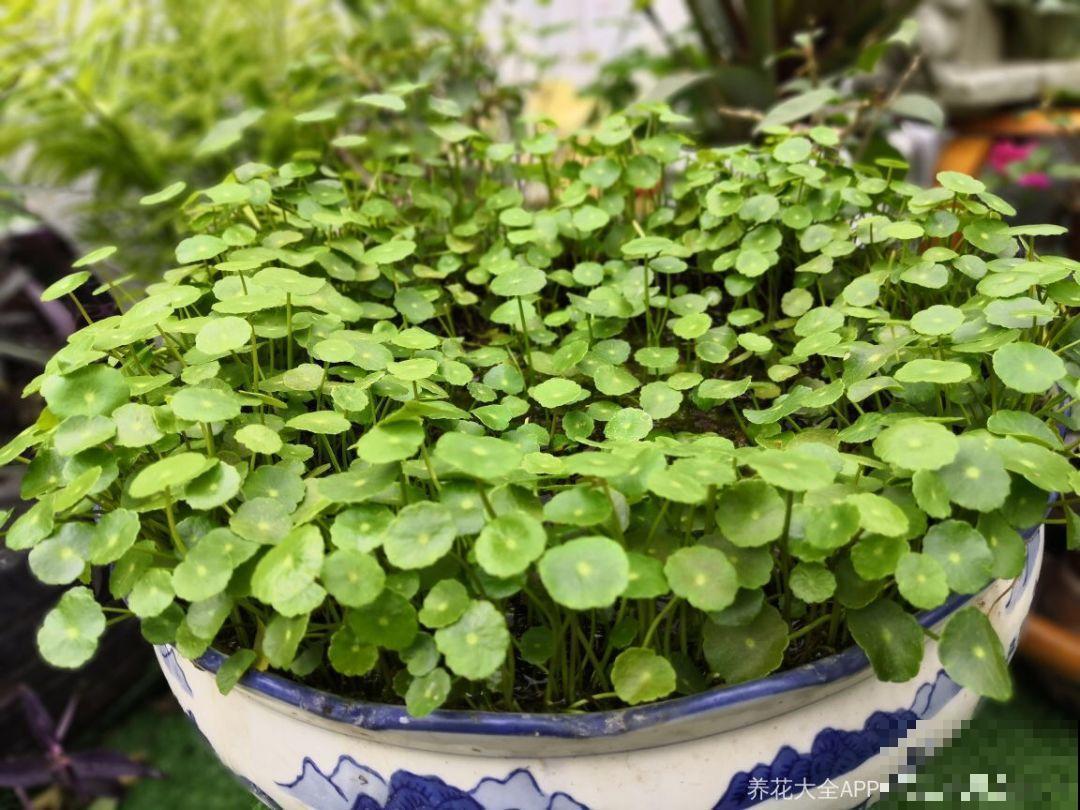 这花掐个枝丢水里，3天就生根，10天爆出一大盆！