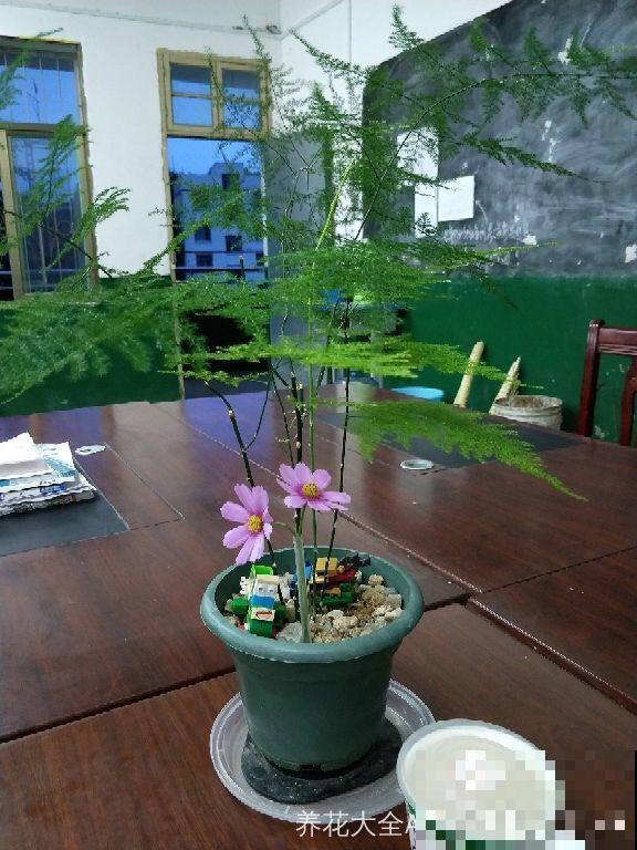 适合养在房间里的6种花，净化空气还降温，让你远离空调病！