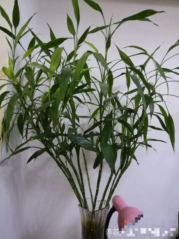 适合养在房间里的6种花，净化空气还降温，让你远离空调病！