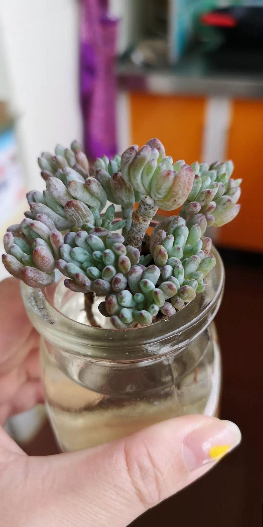 这花掐个枝丢水里，3天就生根，10天爆出一大盆！