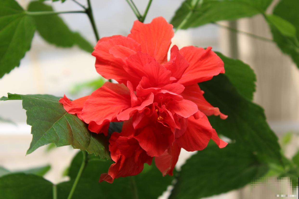 朱槿什么时候开花