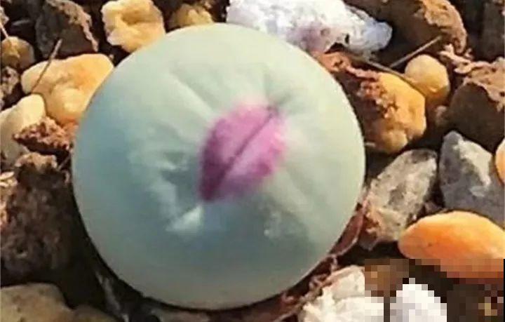 多肉养了3个月，冒出一张大红唇，莫非是要开口说话？