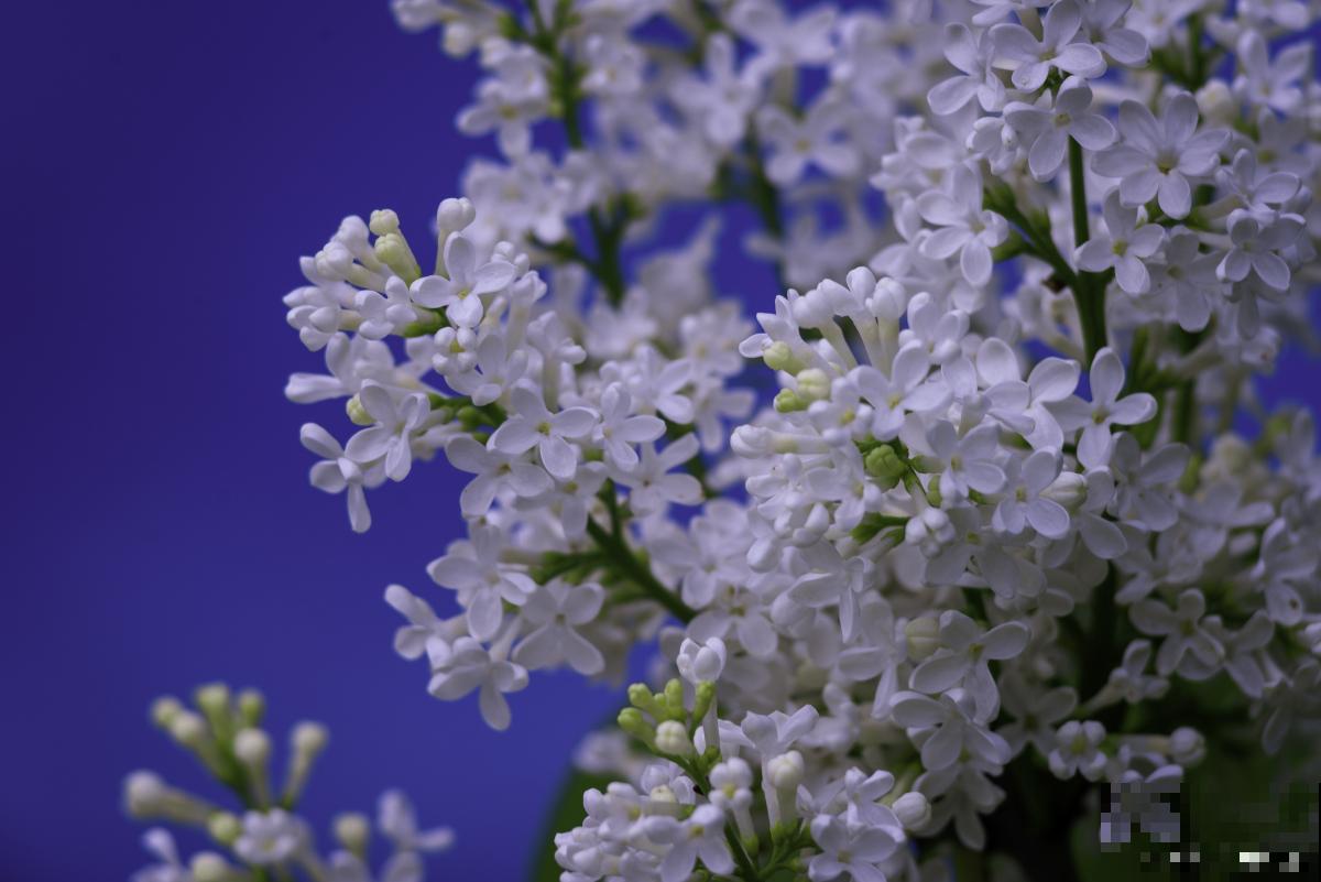 丁香花树长虫子了怎么办