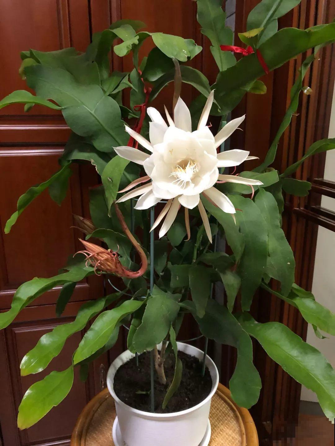大姨家的花专挑晚上开，一次十几朵，香味一点不输茉莉！