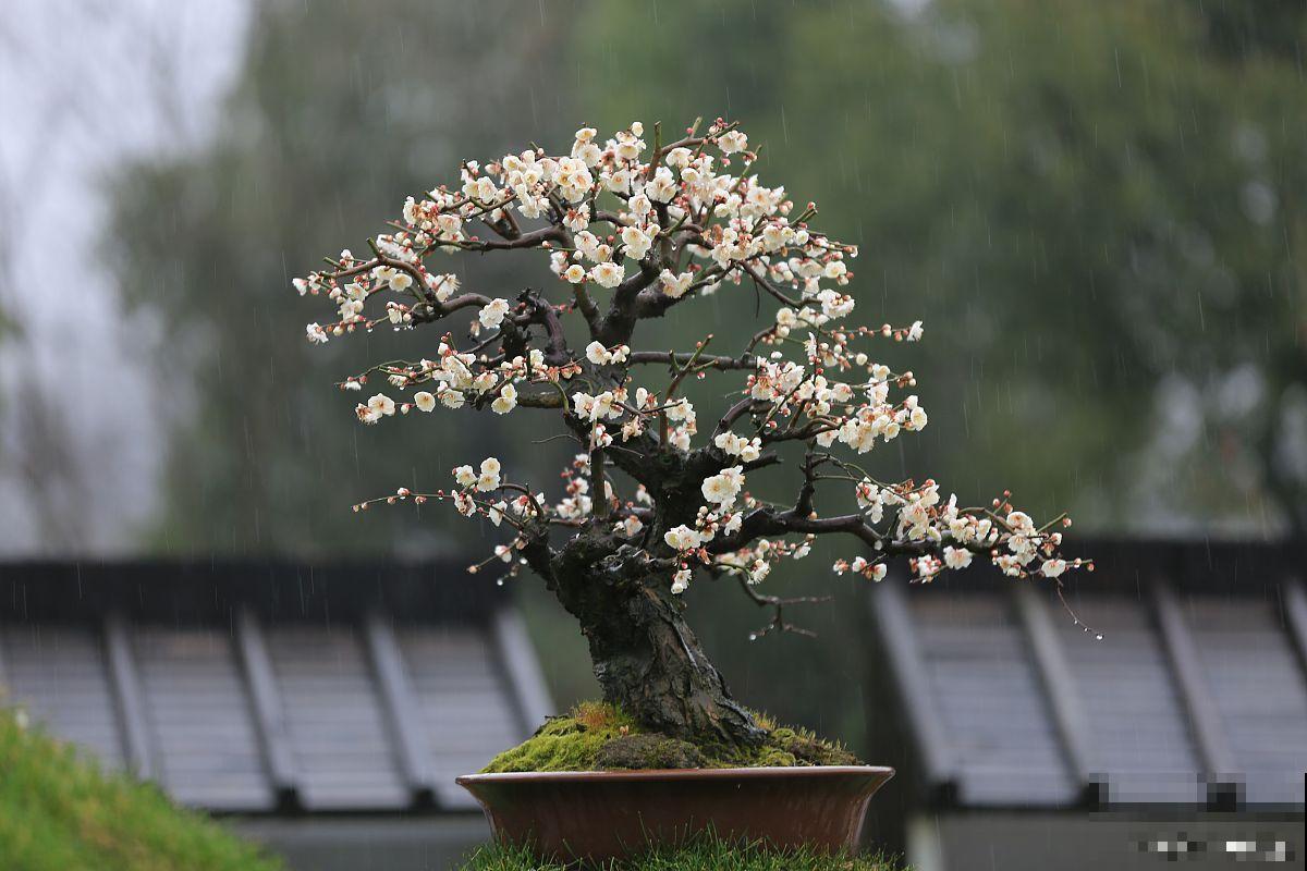 梅花盆景叶子发黄是怎么回事