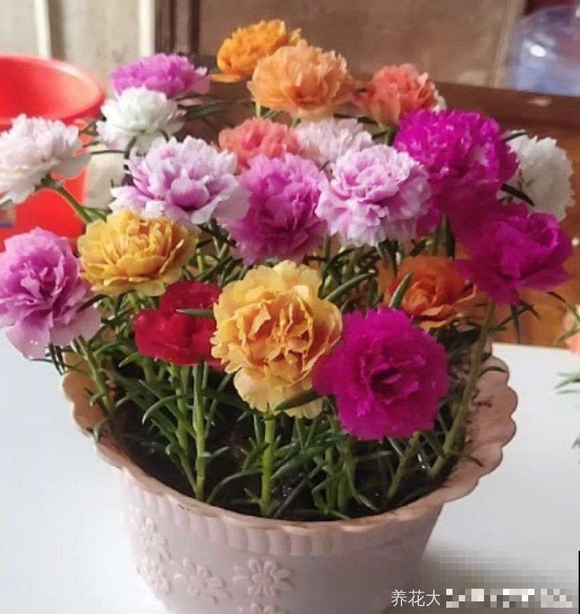 夏天养这15种花，越晒越爆盆，阳台瞬间热闹起来！