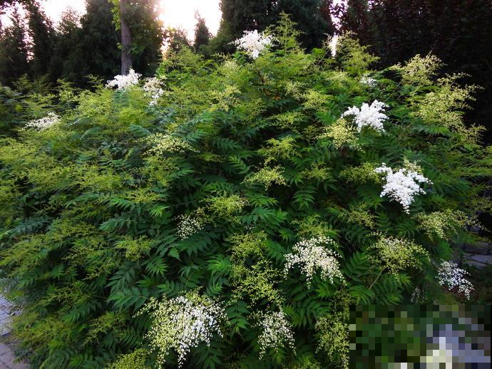 这花骨朵像捧小珍珠，一旦绽放立马美到晃眼，怪不得叫这名！