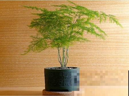大热天的，把文竹扔水里，蹭蹭长根还不黄叶！