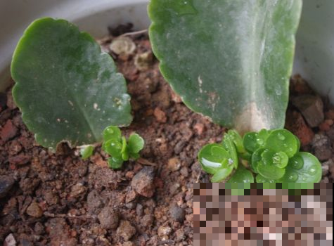 花开完了就剪了扔掉？太浪费了，这么插土里几天又长一盆！