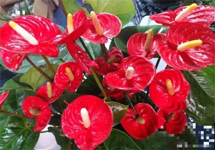 这20种花，一开就是上百天，阳台一年四季有花赏！