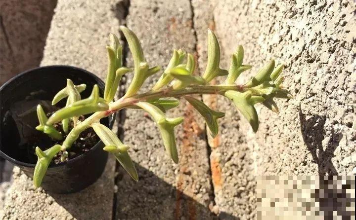 多肉养了3个月，冒出一张大红唇，莫非是要开口说话？