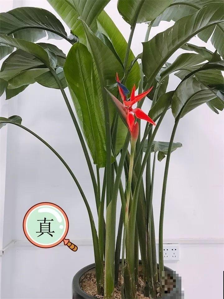 养了两个月的花，竟发现是假的？这些套路还真得摸清楚！