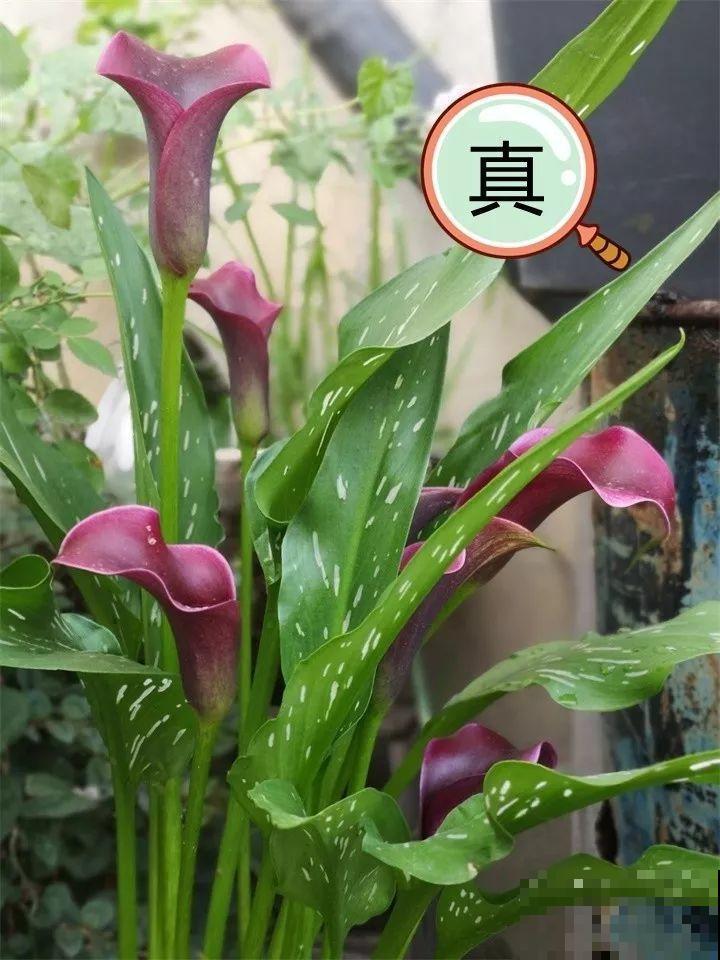 养了两个月的花，竟发现是假的？这些套路还真得摸清楚！