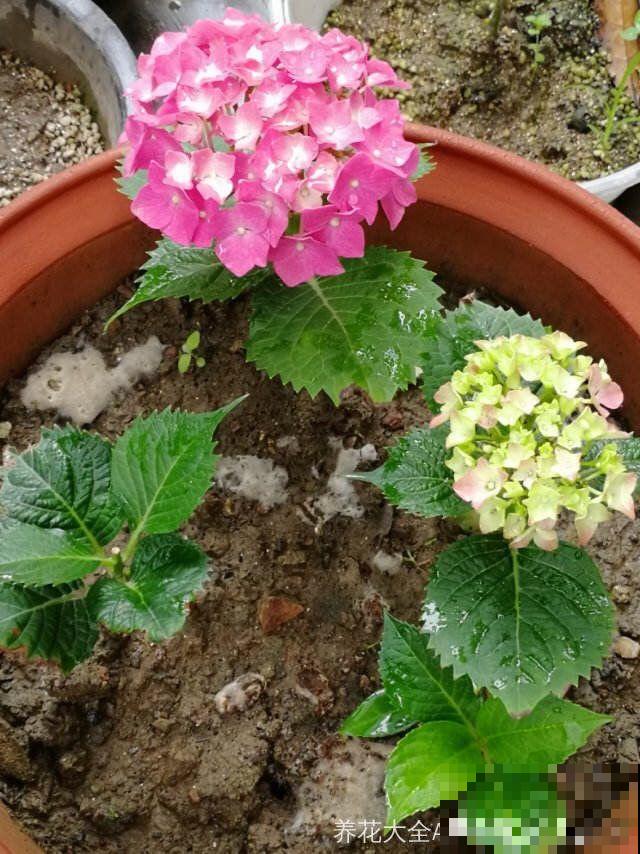 8种夏天扦插花，现在掐枝，下个月有花赏！