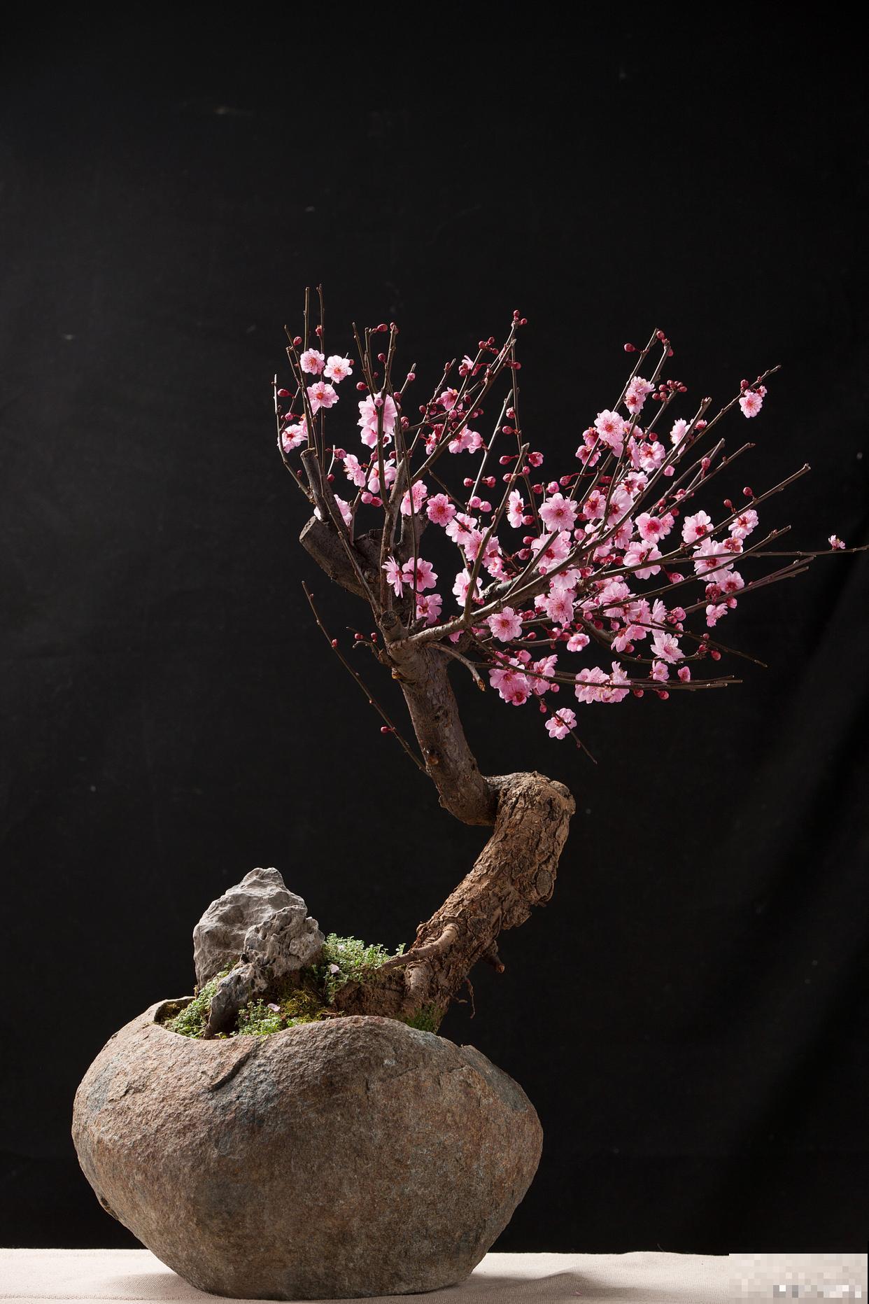 梅花盆景叶子发黄是怎么回事