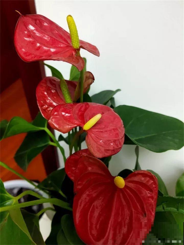 这20种花，一开就是上百天，阳台一年四季有花赏！