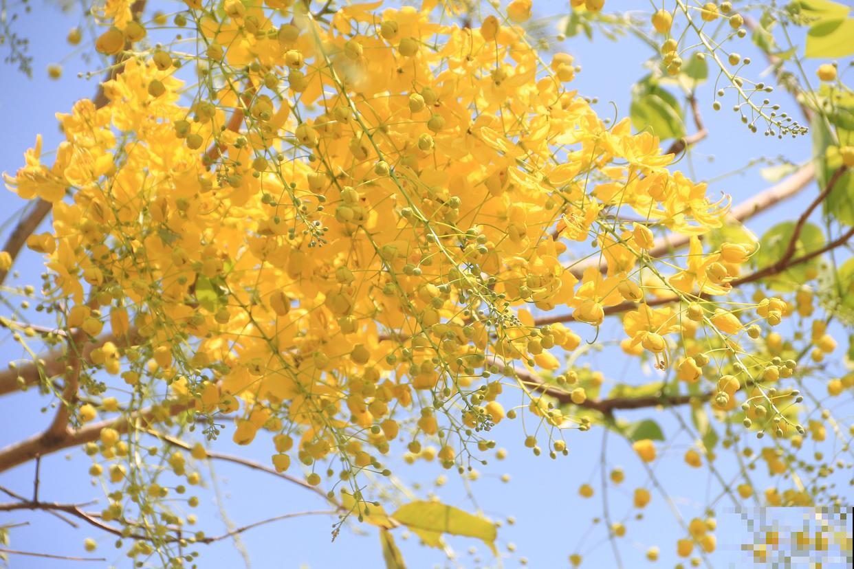 黄花风铃木多久开花