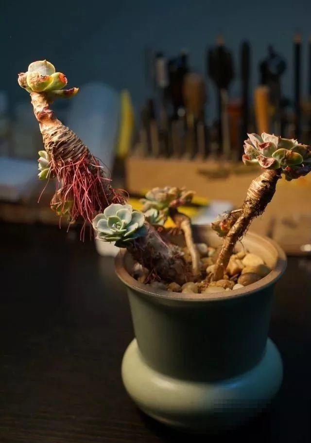 多肉长出胡须根？别急着浇水，说不定是烂根黑腐了！
