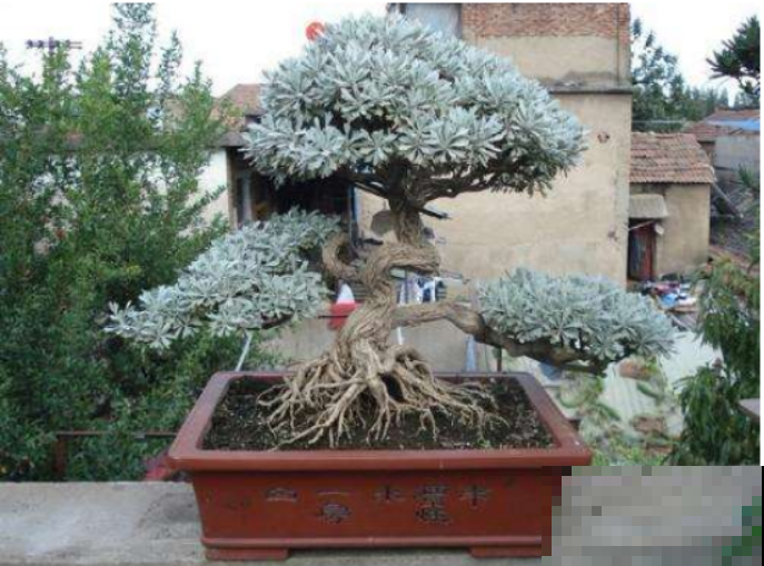 花界的“驱蚊神器 ”，就要在夏天养，连花露水都省了！