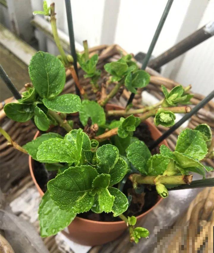 这10种“水桶花”，夏天得用大缸养，越浇水长得越疯狂！