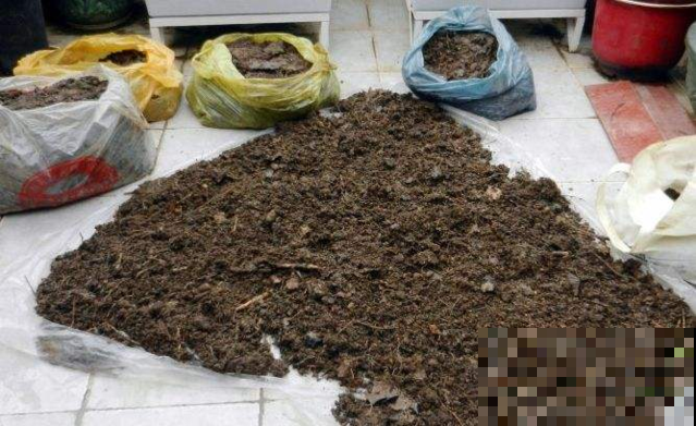 角落的旧土千万别养花，土里这个看不见的坏东西，能要了花的命！