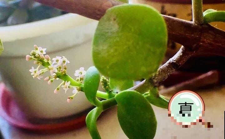 养了两个月的花，竟发现是假的？这些套路还真得摸清楚！