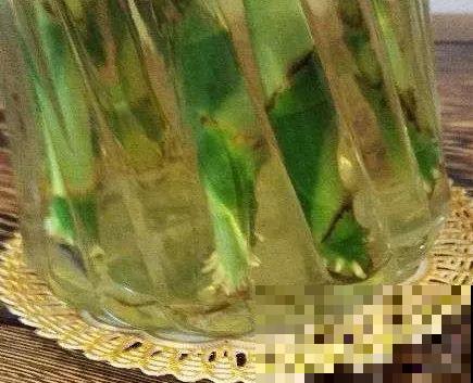 5种自制的生根水，杀菌消毒泡一泡就完事，夏天也能放心扦插！